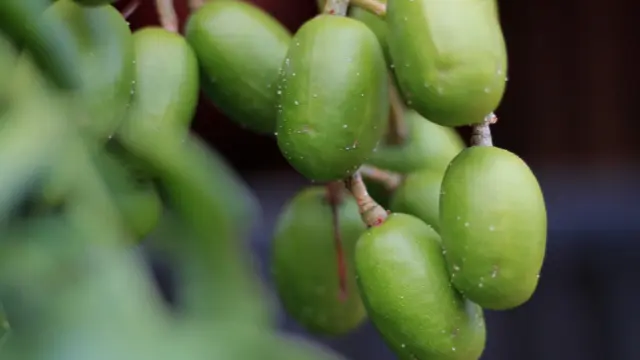 Ambarella Fruit