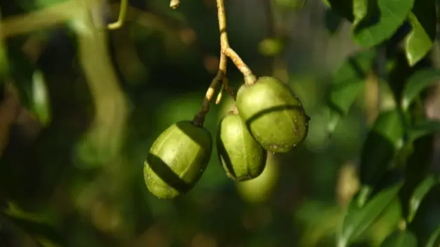 Ambarella Fruit