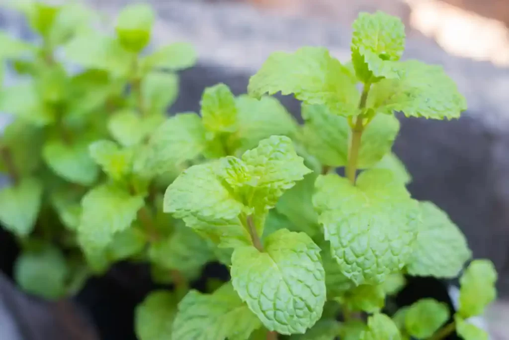 peppermint tea for hair growth