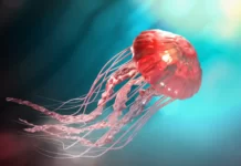 benefits of eating jellyfish