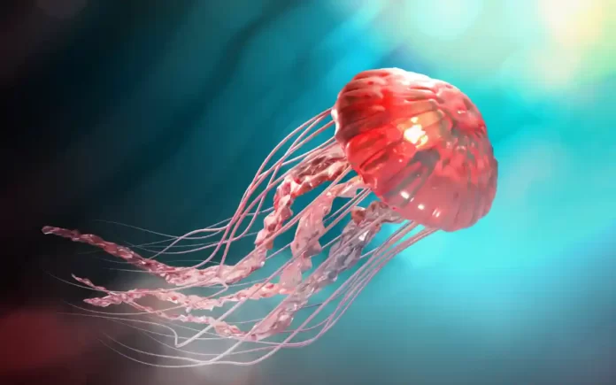 benefits of eating jellyfish