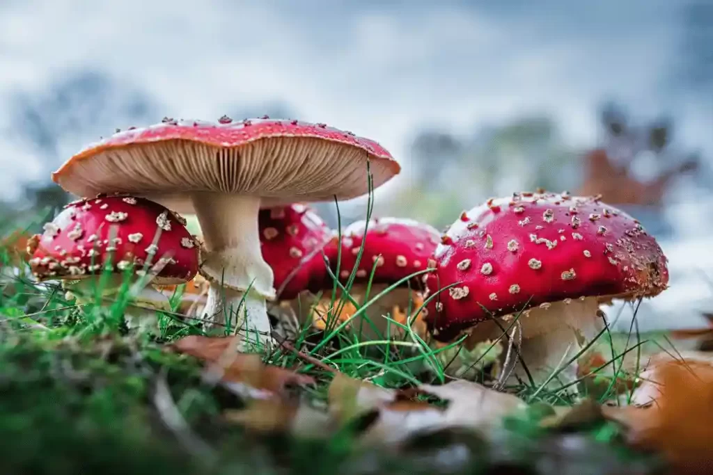 benefits of mushrooms 1