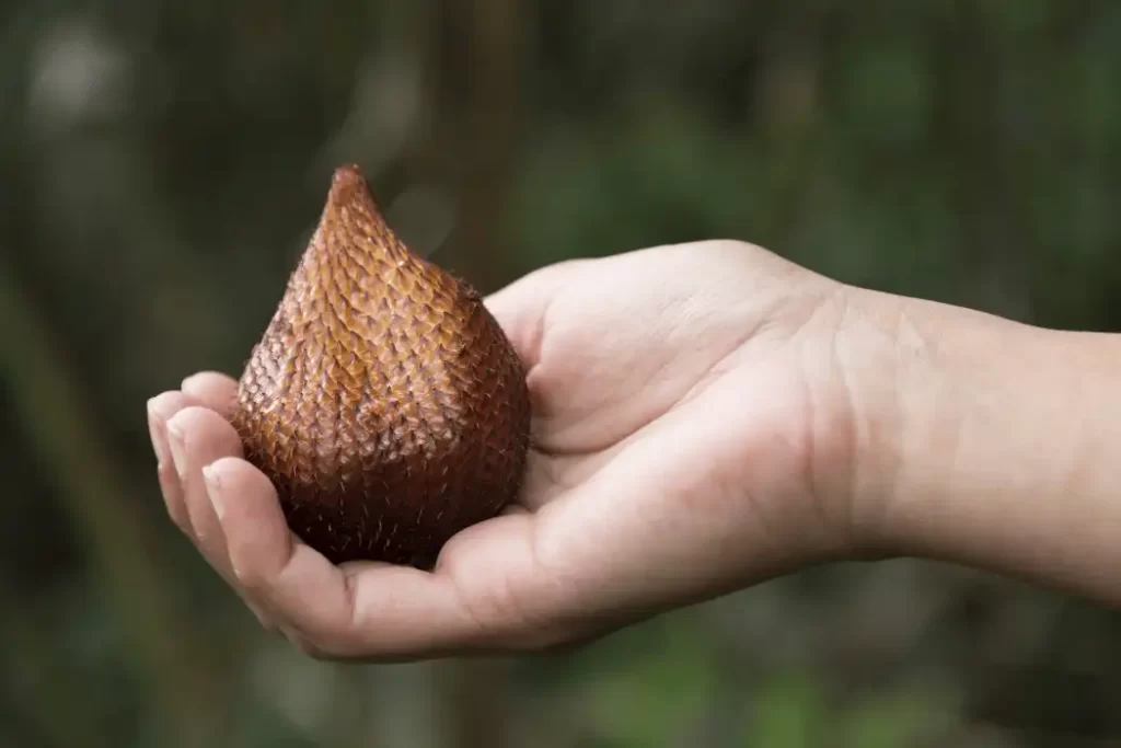 snake fruit 1