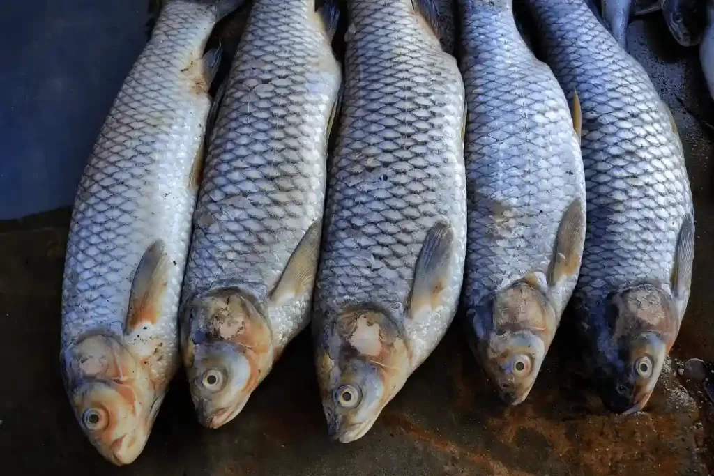 Catla Fish Benefits