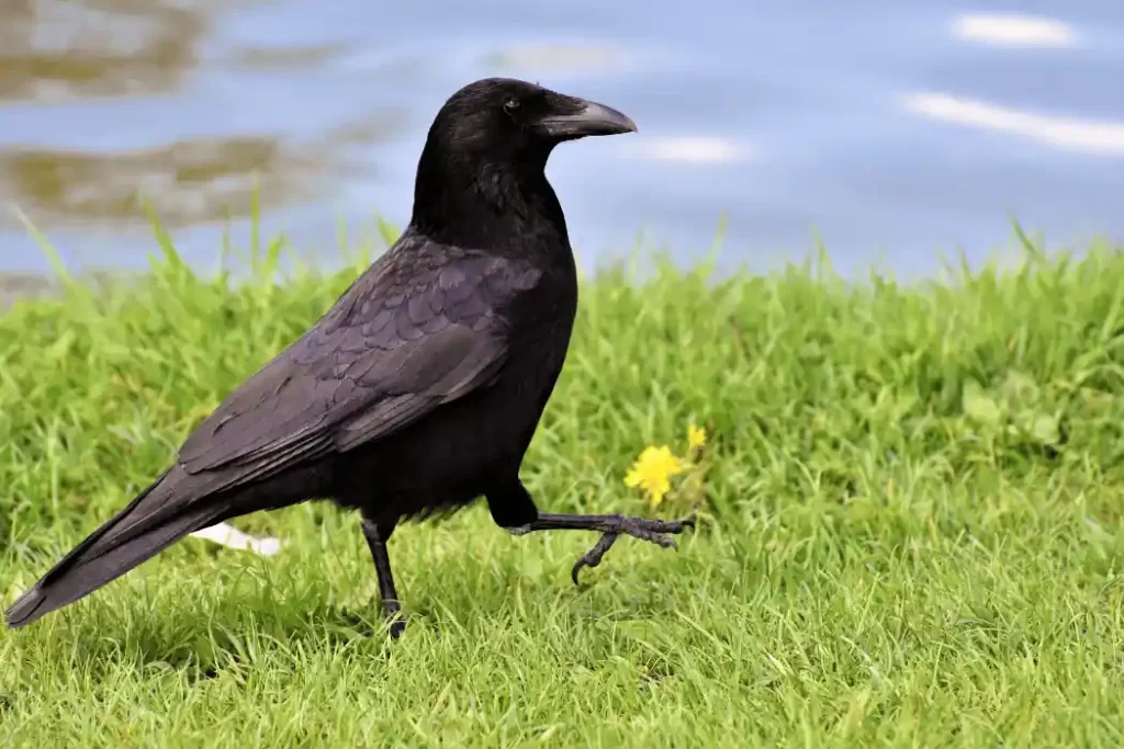 Can Crows Talk?