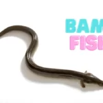 Bami Fish