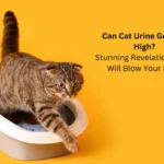 Cat Urine (1)