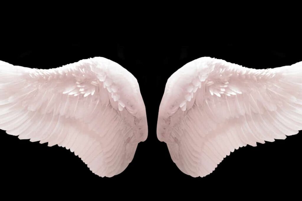 Angel-Wings-Clam