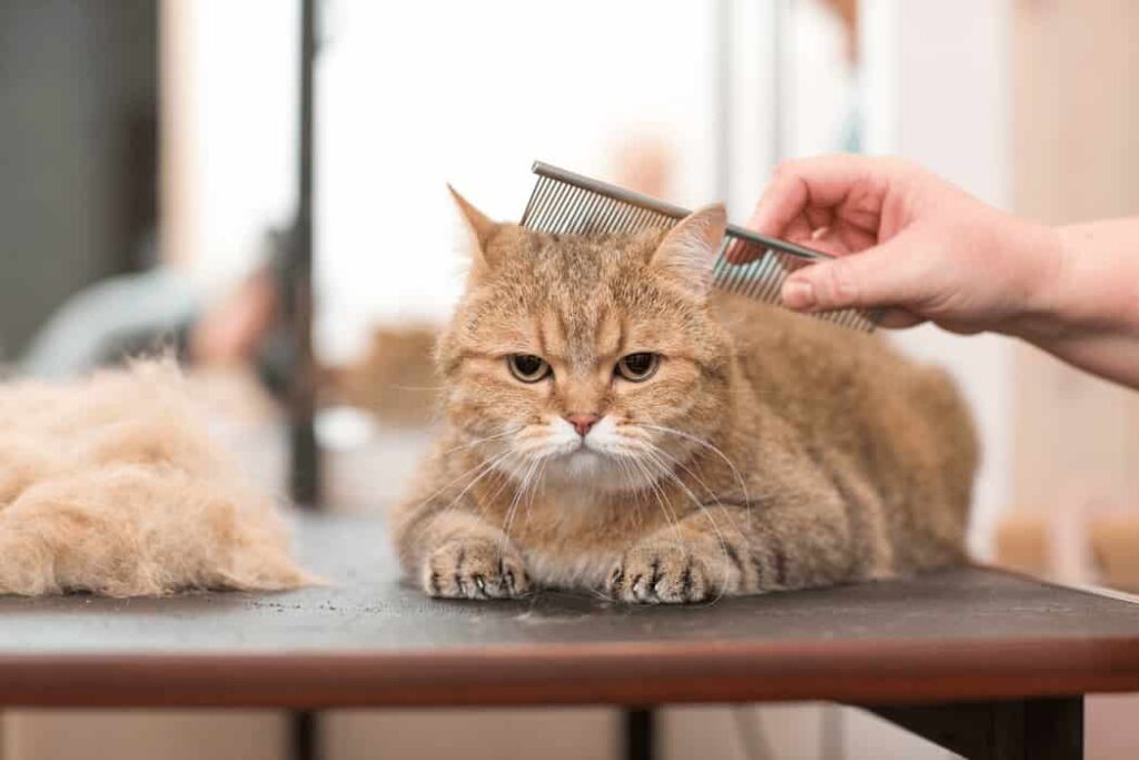 Cat Grooming (1)