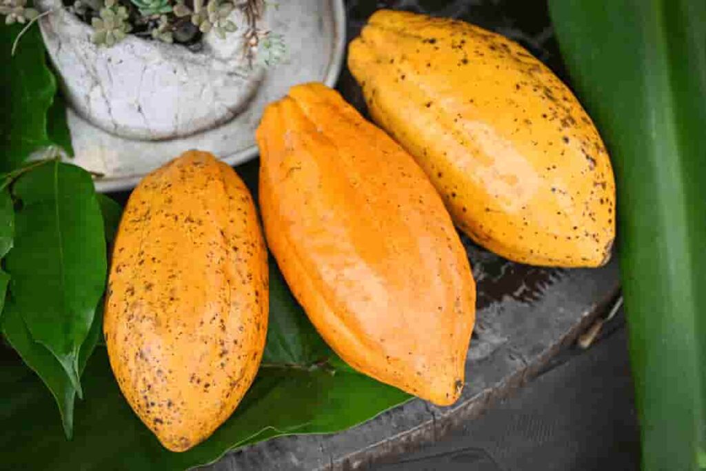 Criollo Cacao