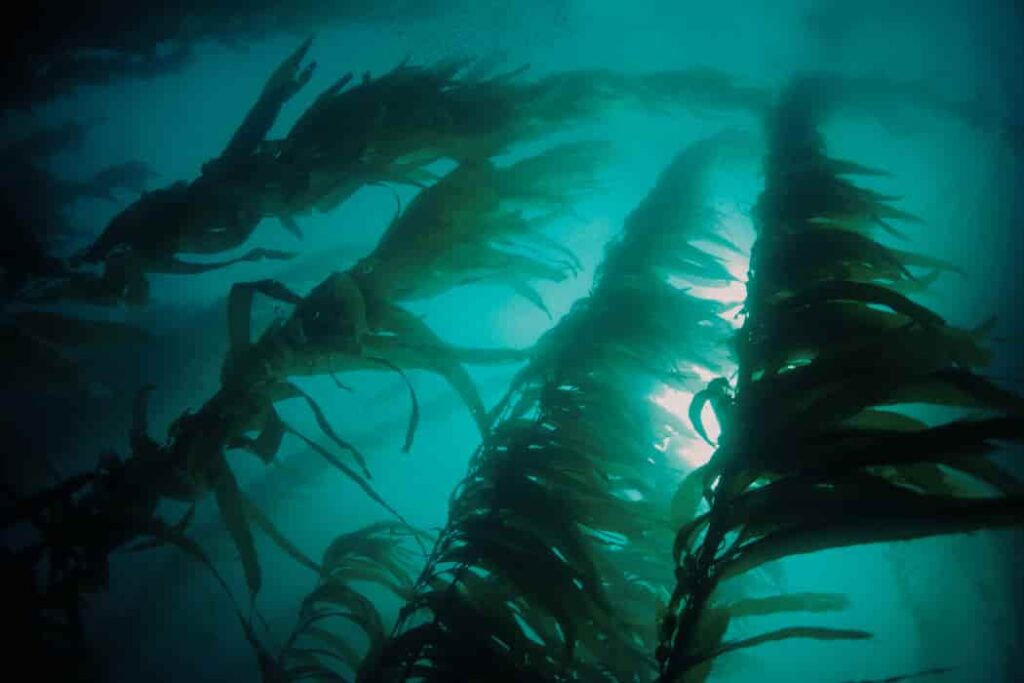 Seaweed (1)