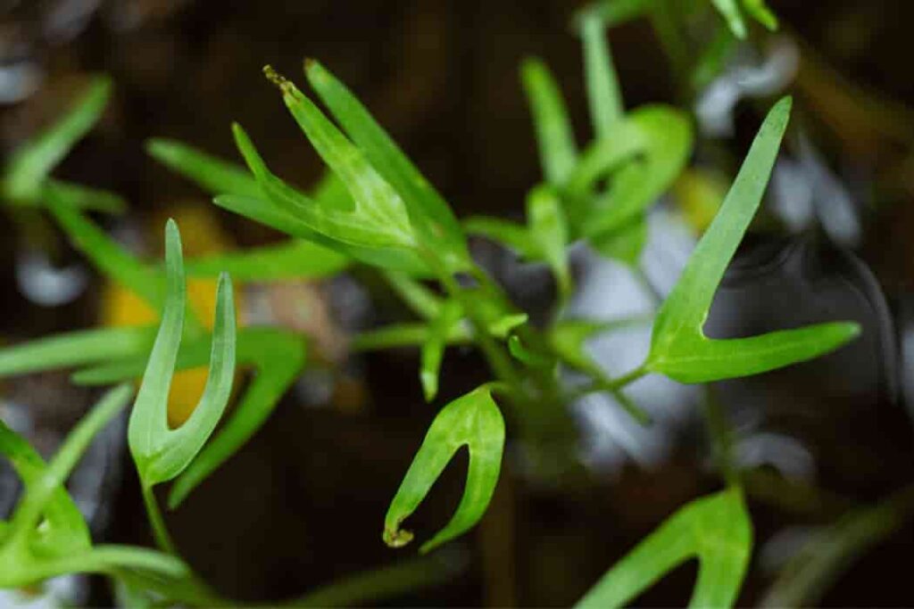 Vegetable Glycerin (1)