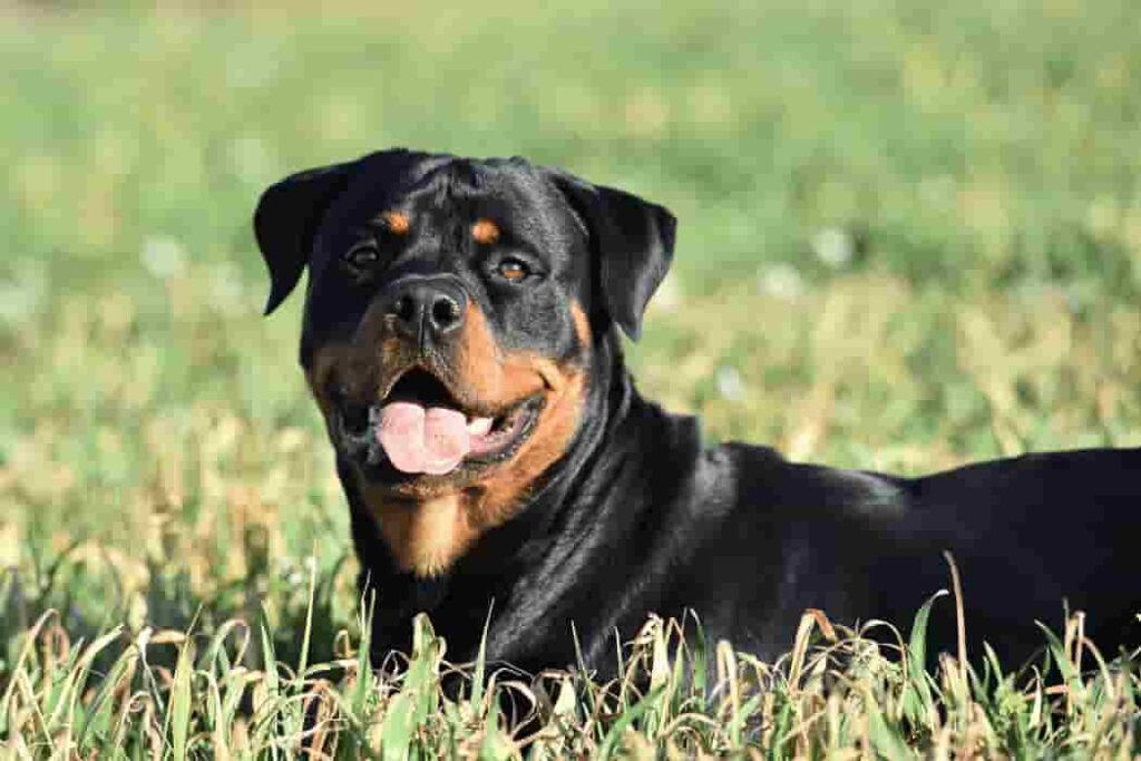 best dog food for rottweilers