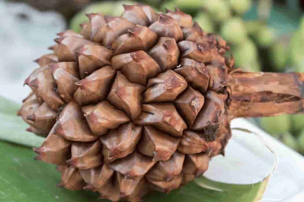 nipa palm fruit