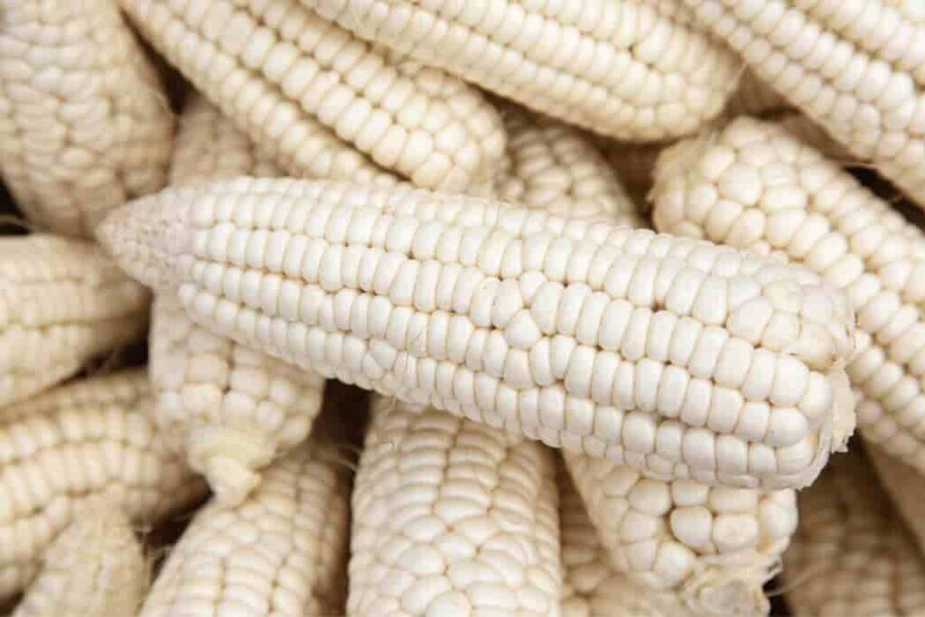 white corn (1)