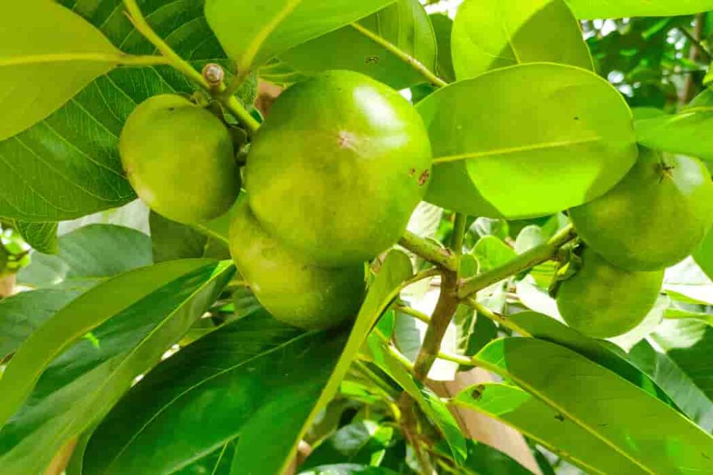 white supporter fruit