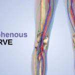 Saphenous Nerve (1)