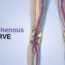 Saphenous Nerve (1)