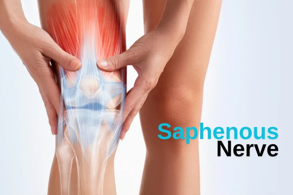 Saphenous Nerve