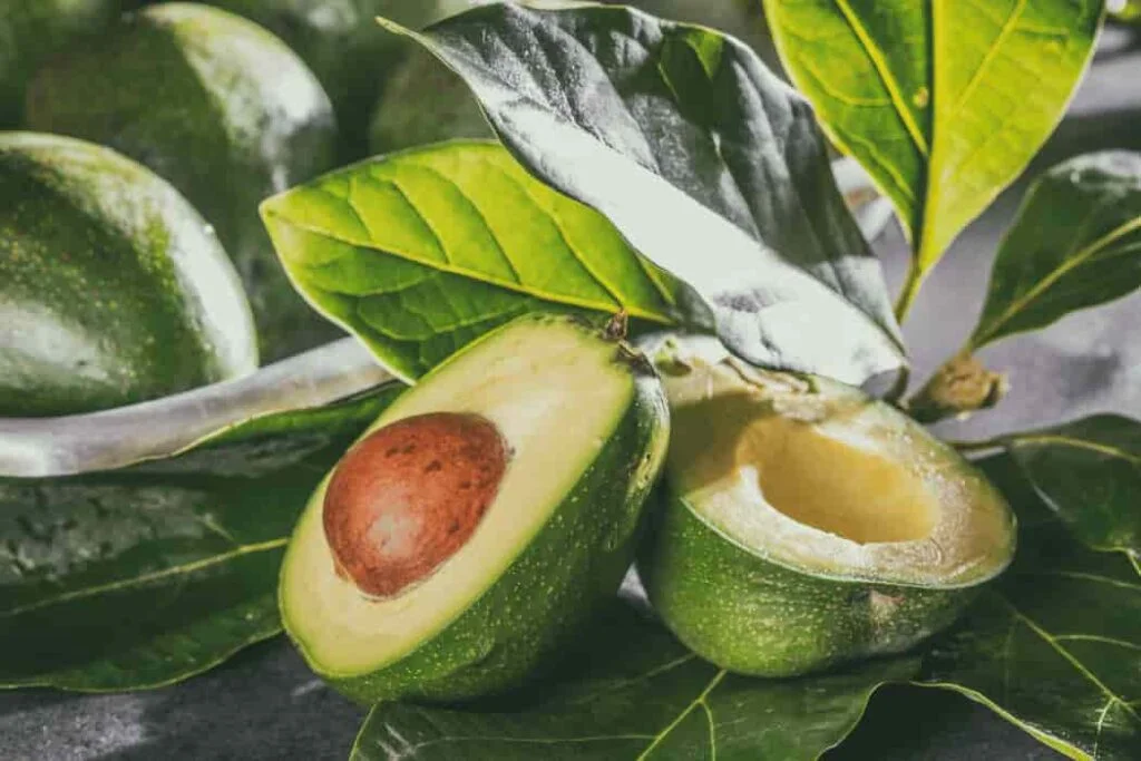 The Health Benefits of Avocado Leaves Avocado Leaves (1)