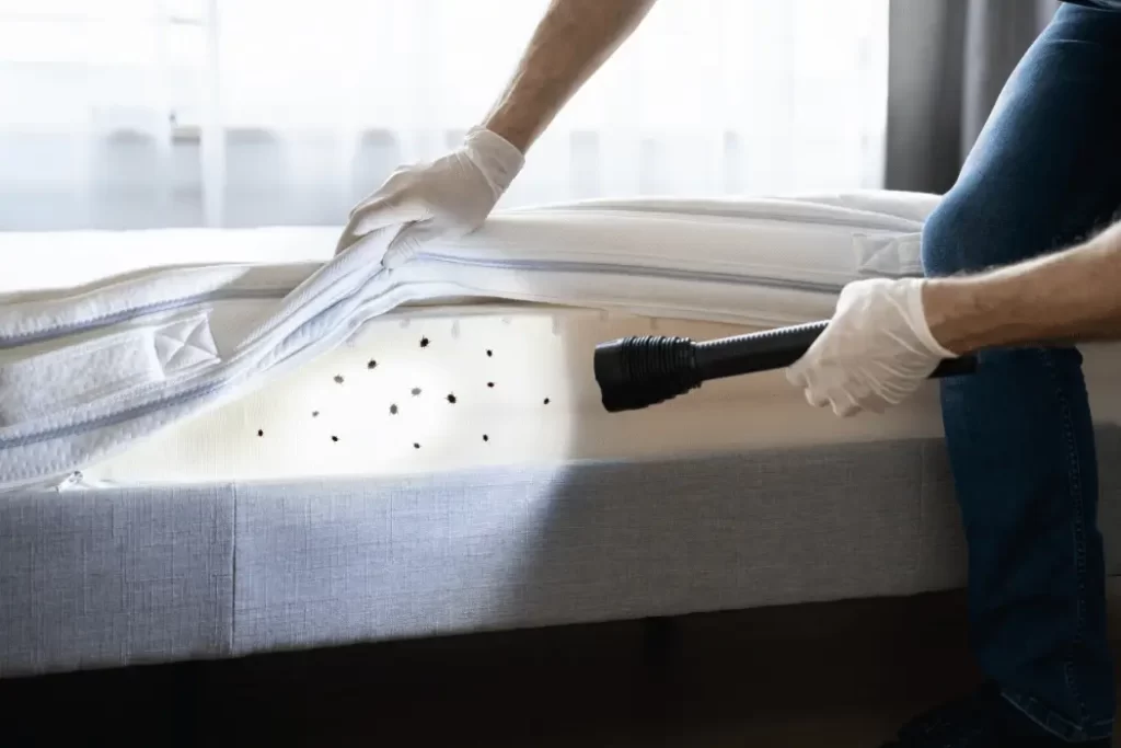 baby bed bugs