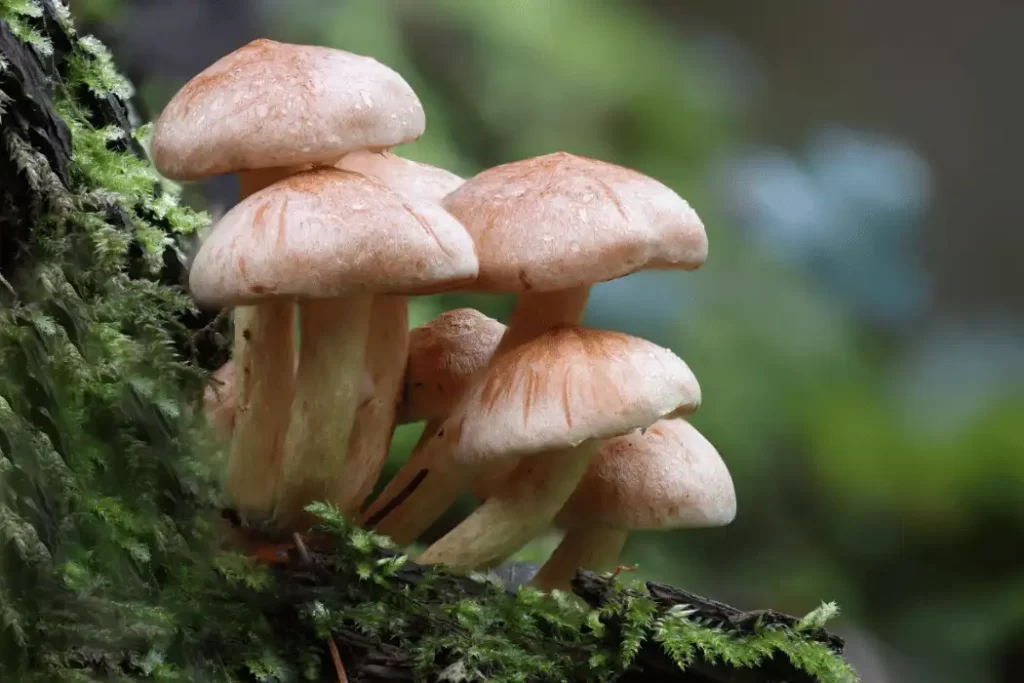 benefits of mushrooms