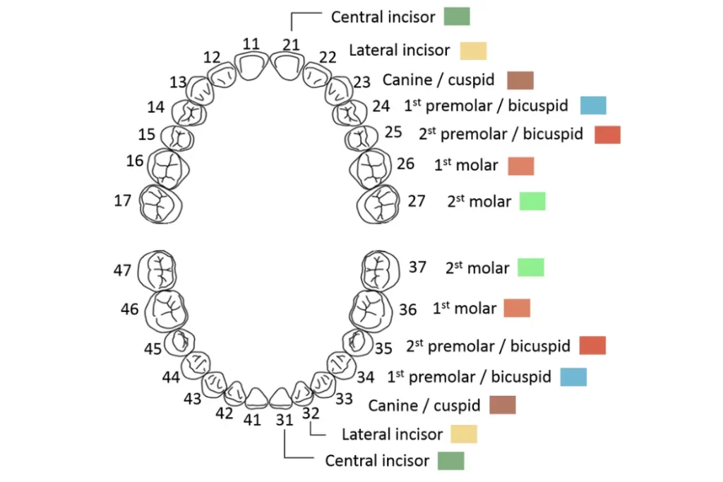 tooth number chart