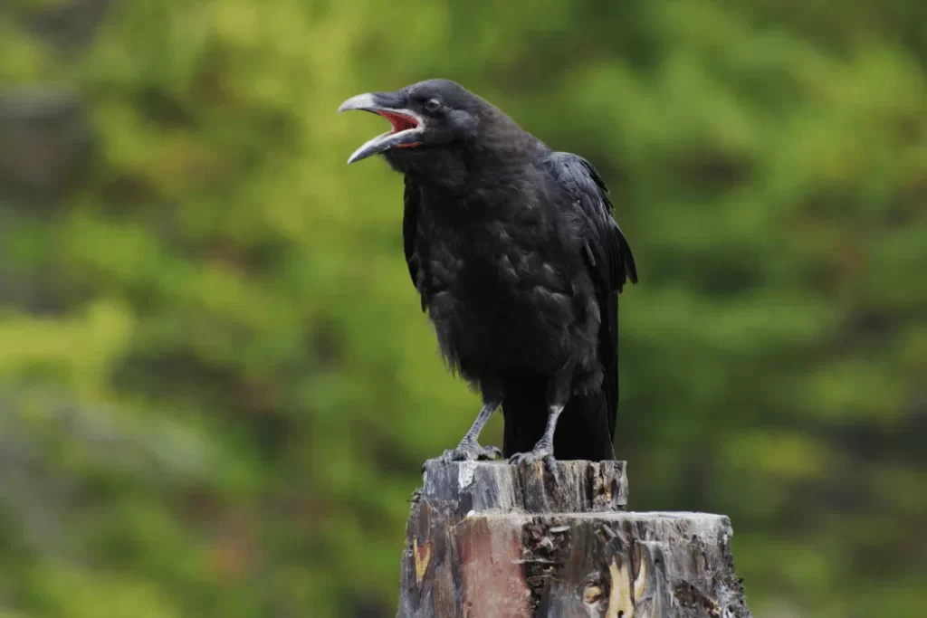 Can Crows Talk? (1)