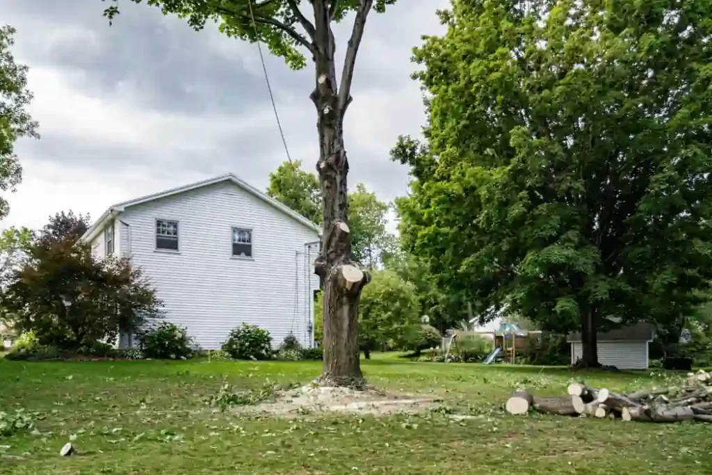 The Top Signs You Might Need Emergency Tree Removal Tree Removal (1)