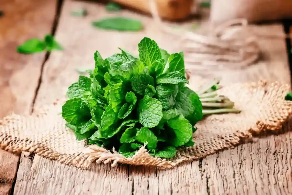 Mint Allergy