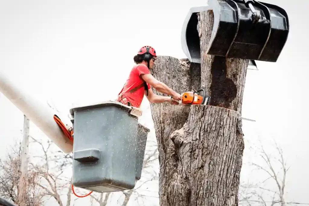 Tree Service