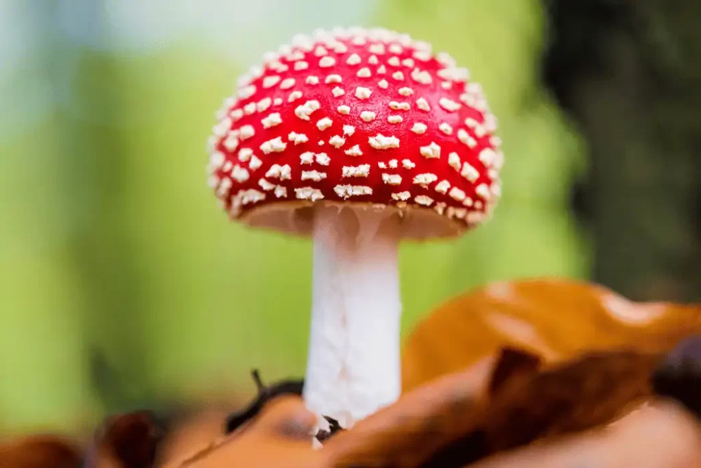 The Main Benefits of Amanita Muscaria Microdosing Amanita Muscaria