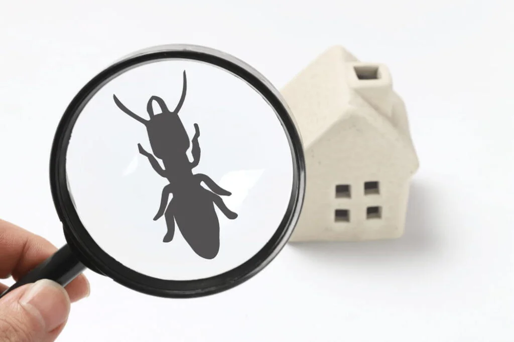 Why Regular Pest Inspections Are Essential for Your Property Pest