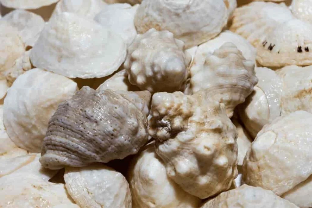 Cone Snail Venom