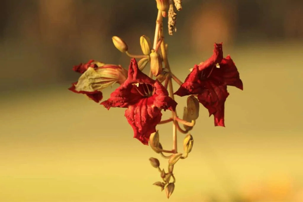 Kigelia Africana (1)