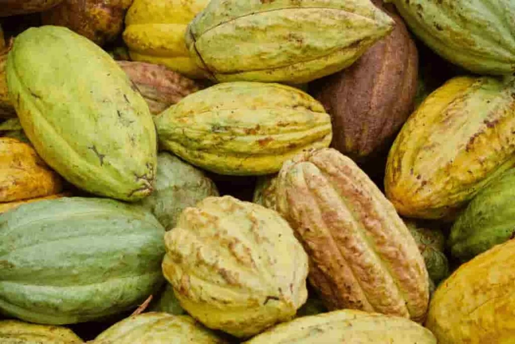 Criollo Cacao: Delicate Flavors of an Ancient Variety Criollo Cacao (1)
