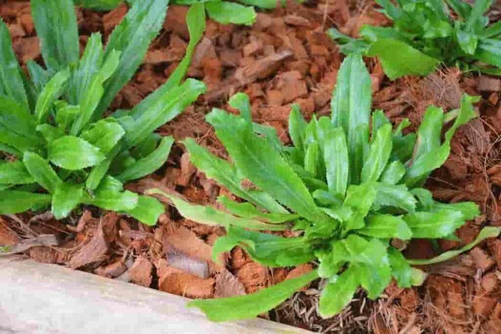 Culantro (1)