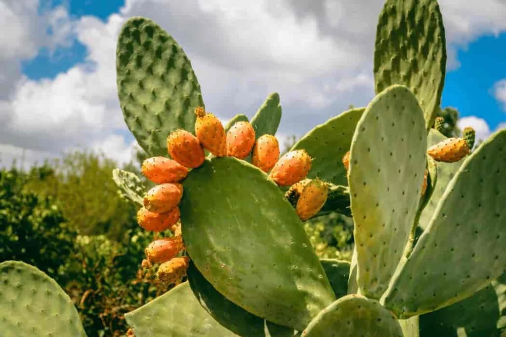 Prickly Pear Oil Elegance: Nurturing Beauty with Nature Prickly Pear Oil (1)