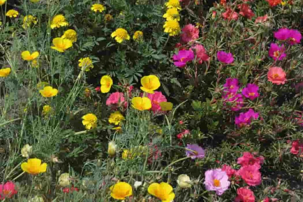 Purslane Extract (1)