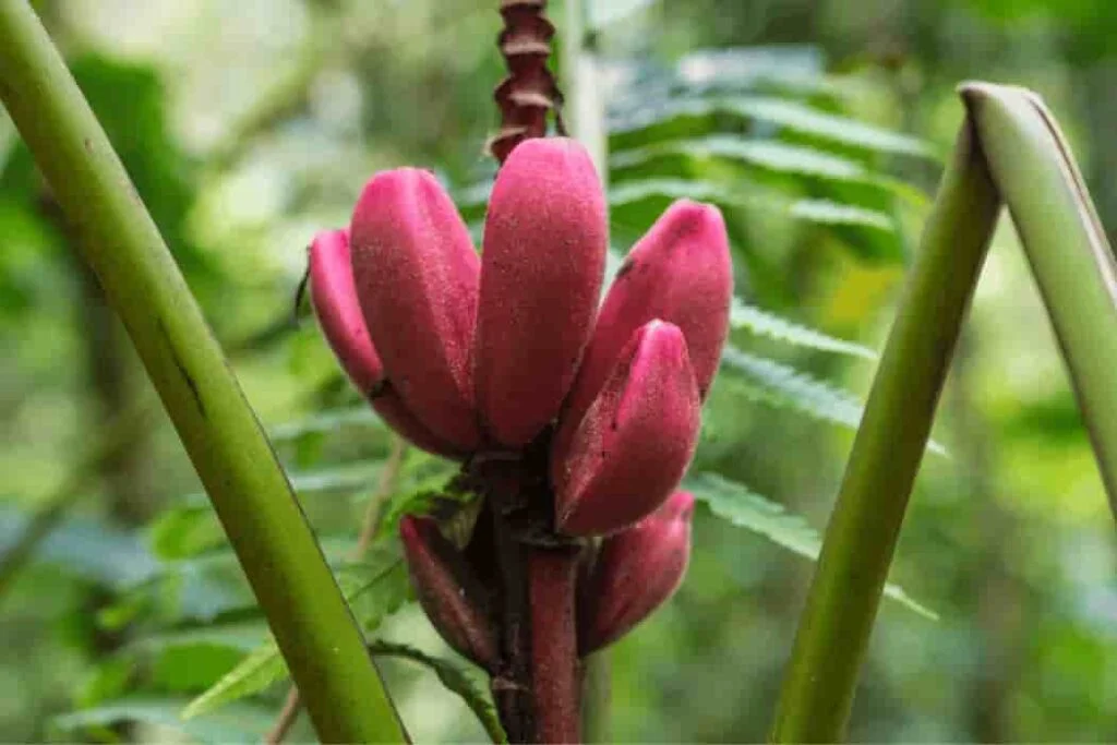 Red Banana
