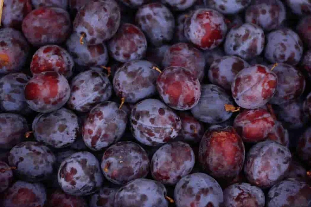 What Exactly is Jocote (Spanish Plum) Spanish Plum (1)