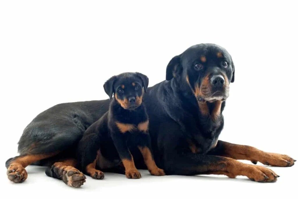 best dog food for rottweilers (1)