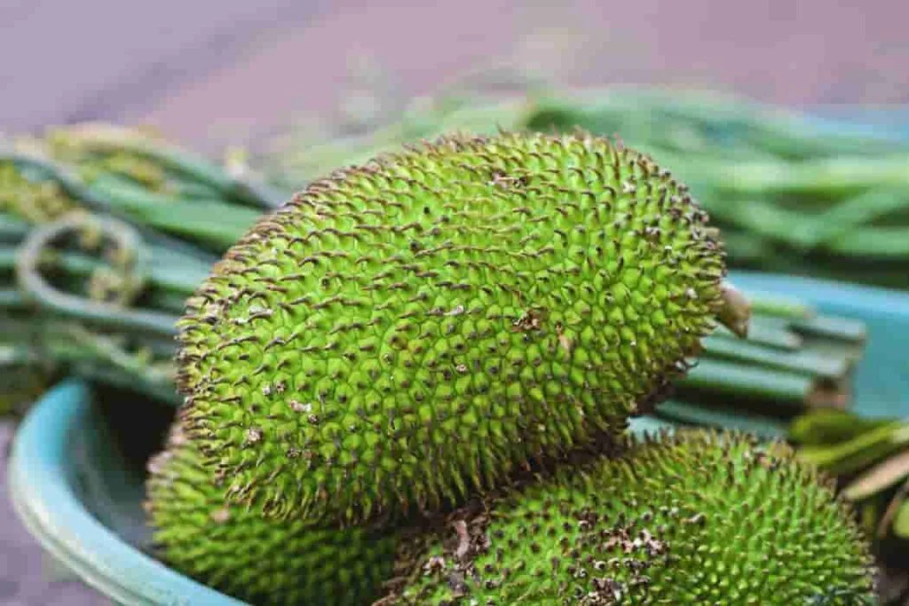 camansi fruit
