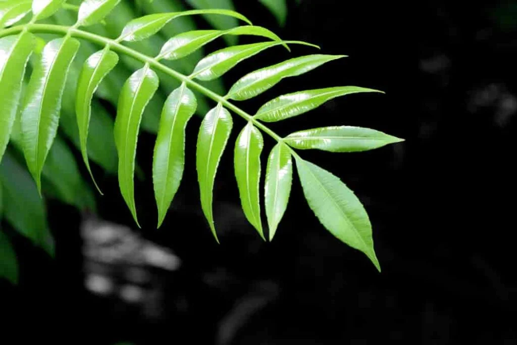 libas leaves in english