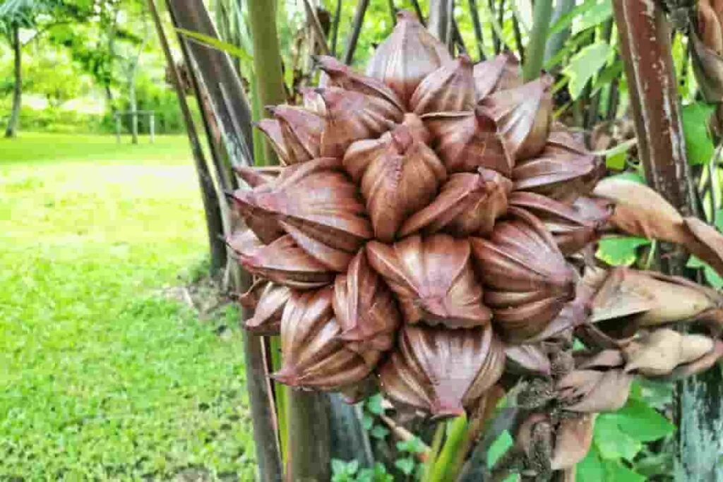 Nipa Palm Fruits: An exotic tropical fruit of Bangladesh nipa palm fruit (1)
