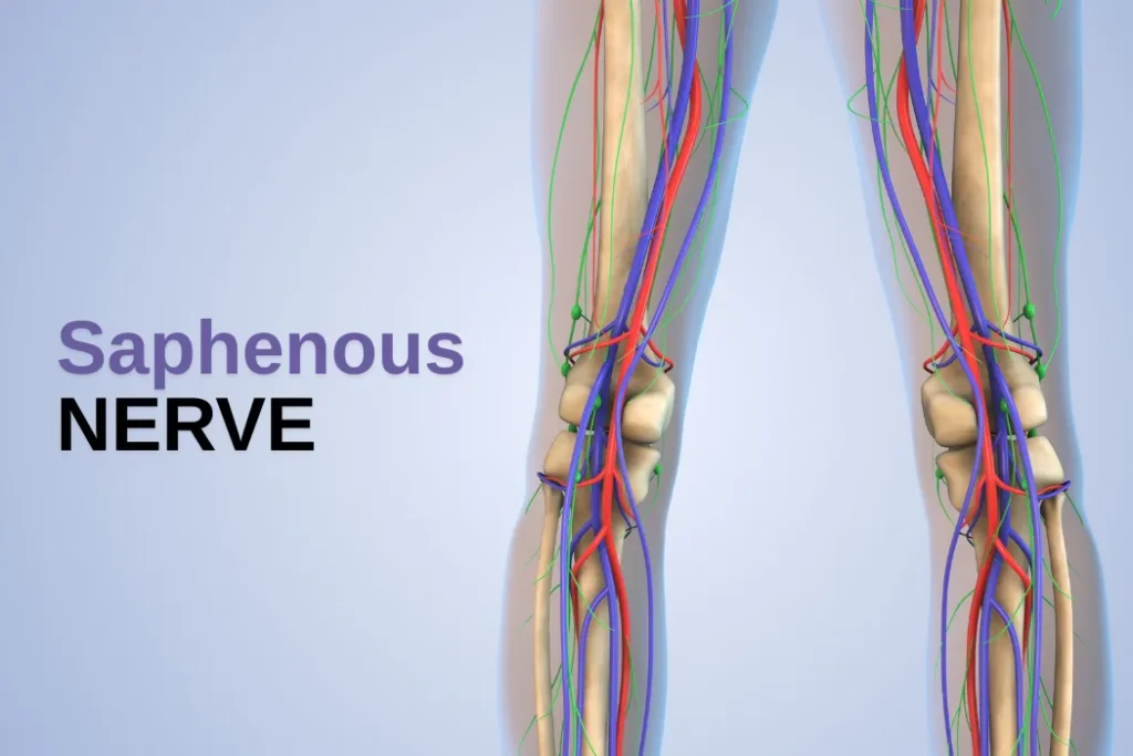 Saphenous Nerve: Function and Anatomy Overview Saphenous Nerve (1)